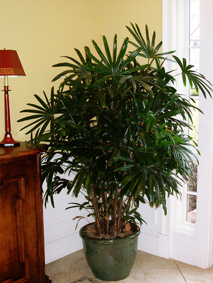 Tropical Plant Service Baltimore - Baltimore Office Plants Service